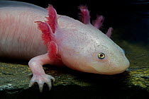 Axolotl / Mexican salamander (Ambystoma mexicanum), white or leucistic form, critically endangered in the wild, captive, native to Mexico