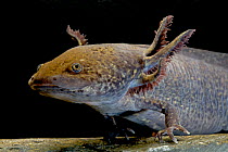 Axolotl / Mexican salamander (Ambystoma mexicanum), melanistic form, critically endangered in the wild, captive, native to Mexico