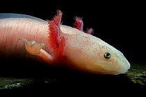 Axolotl / Mexican salamander (Ambystoma mexicanum), white or leucistic form, critically endangered in the wild, captive, native to Mexico