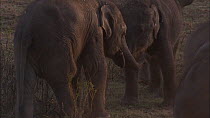 Two juvenile Sri Lankan elephants (Elephas maximus maximus) interacting with trunks, Yala National Park, Sri Lanka.