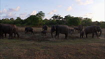 Large family group of Sri Lankan elephants (Elephas maximus maximus) feeding in a forest clearing, using foot and trunk to gather grass, Yala National Park, Sri Lanka.