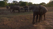 Large family group of Sri Lankan elephants (Elephas maximus maximus) feeding on grass in a forest clearing, Yala National Park, Sri Lanka.