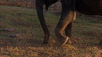 Sri Lankan elephant (Elephas maximus maximus) feeding, using foot and trunk to gather grass, Yala National Park, Sri Lanka.