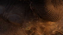 Close-up of Sri Lankan elephant (Elephas maximus maximus) feeding, using foot and trunk to gather grass, Yala National Park, Sri Lanka.