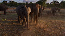 Large family group of Sri Lankan elephants (Elephas maximus maximus) feeding in a forest clearing, using foot and trunk to gather grass, Yala National Park, Sri Lanka.