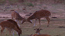 Two male Chital deer (Axis axis) rutting, with herd grazing in the foreground, Yala National Park, Sri Lanka.