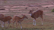 Male Chital deer (Axis axis) grooming and chasing females and a juvenile, Yala National Park, Sri Lanka.