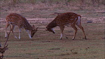 Two male Chital deer (Axis axis) rutting, with a third interacting with a female, Yala National Park, Sri Lanka.
