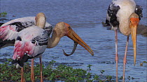 Painted stork (Mycteria leucocephala) eating fish prey, Yala National Park, Sri Lanka. Sequence 2/2.