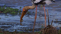 Painted stork (Mycteria leucocephala) catching fish and attempting to swallow it, Yala National Park, Sri Lanka. Sequence 1/2.