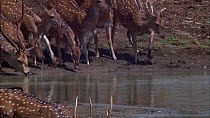 Herd of Chital deer (Axis axis) drinking at a waterhole, Yala National Park, Sri Lanka.