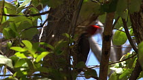 Male Pale billed woodpecker (Campephilus guatemalensis) tapping, Santa Rosa National Park, Costa Rica.