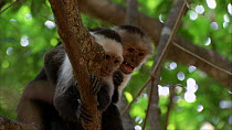 White-throated / White-faced capuchins (Cebus capucinus) alarm calling, Santa Rosa National Park, Costa Rica.