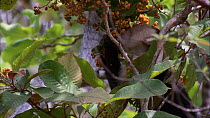 White-throated / White-faced capuchin (Cebus capucinus) feeding on berries, Santa Rosa National Park, Costa Rica.