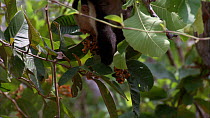 White-throated / White-faced capuchin (Cebus capucinus) hanging from branch using prehensile tail and feeding on berries, Santa Rosa National Park, Costa Rica.