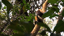Northern tamandua (Tamandua mexicana) climbing down tree, showing use of partially prehensile tail, Santa Rosa National Park, Costa Rica.
