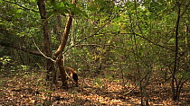 Northern tamandua (Tamandua mexicana) climbing down and falling out of tree, showing use of partially prehensile tail, Santa Rosa National Park, Costa Rica.