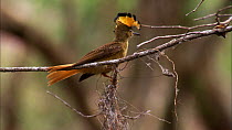 Female Northern royal flycatcher (Onychorhynchus coronatus mexicanus) displaying crest, Santa Rosa National Park, Costa Rica.