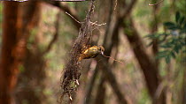 Female Northern royal flycatcher (Onychorhynchus coronatus mexicanus) nest building, Santa Rosa National Park, Costa Rica.