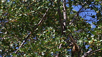Black-handed / Geoffroy's spider monkey (Ateles geoffroyi) feeding on figs, Santa Rosa National Park, Costa Rica.