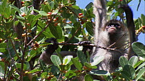Black-handed / Geoffroy's spider monkey (Ateles geoffroyi) feeding on figs, Santa Rosa National Park, Costa Rica.