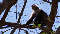Male White-throated / White-faced capuchin (Cebus capucinus) climbing in tree, Santa Rosa National Park, Costa Rica.