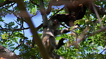 Juvenile Black-handed / Geoffroy's spider monkey (Ateles geoffroyi) playing with a Mantled howler monkey (Alouatta palliata) in tree, Santa Rosa National Park, Costa Rica. Sequence 2/2.