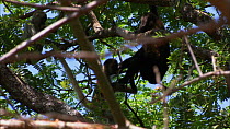 Two juvenile Black-handed / Geoffroy's spider monkeys (Ateles geoffroyi) playing with a Mantled howler monkey (Alouatta palliata) in tree, showing use of prehensile tails, Santa Rosa National Park, Co...