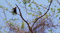 Wide-shot of White-throated / White-faced capuchin (Cebus capucinus) climbing down tree, showing use of prehensile tail, Santa Rosa National Park, Costa Rica.