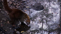 White nosed coati (Nasua nasua narica) drinking at waterhole, Santa Rosa National Park, Costa Rica.