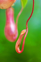 Developing leaf of the winged pitcher plant (Nepenthes alata) from the Philippines (In cultivation).