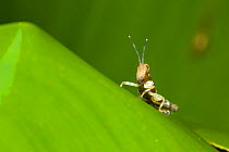 Grasshopper nymph on water hyacinth, Kinabatangan River, Sabah, Borneo
