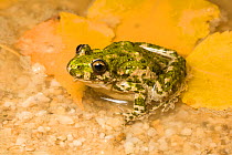 Parsley Frog (Pelodytes punctatus) Spain, October.