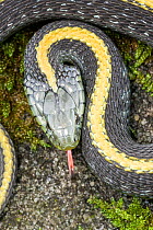 Santa Cruz Garter Snake (Thamnophis atratus), detail of head. Half Moon Bay, California, November.