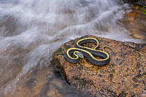 Santa Cruz Garter Snake (Thamnophis atratus), on rock by moving water. Half Moon Bay, California, November.