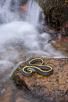 Santa Cruz Garter Snake (Thamnophis atratus), by stream. Half Moon Bay, California, November.