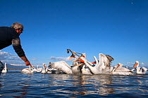 Man feeding Dalmatian pelicans (Pelecanus crispus) at the Lake Kerkini, Macedonia, Greece. February 2009