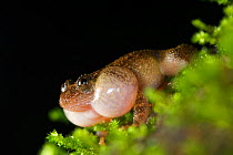 Male Humayun's Wrinkled Frog (Nyctibatrachus humayuni) calling. Western Ghats, India, Vulnerable Species.