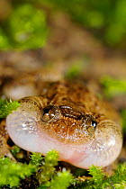 Male Humayun's Wrinkled Frog (Nyctibatrachus humayuni) calling. Western Ghats, India. Vulnerable species.
