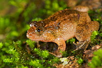 Humayun's Wrinkled Frog (Nyctibatrachus humayuni). Western Ghats, India. Vulnerable species.