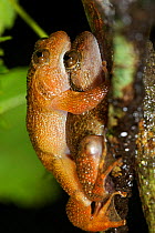 Pair of Humayun's Wrinkled Frog (Nyctibatrachus humayuni) in amplexus. Western Ghats, India. Vulnerable species.