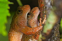Pair of Humayun's Wrinkled Frog (Nyctibatrachus humayuni) in amplexus. Western Ghats, India. Vulnerable species.