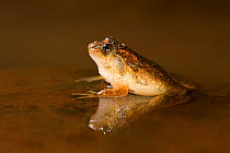 Humayun's Wrinkled Frog (Nyctibatrachus humayuni) in shallow puddle with reflection. Western Ghats, India. Vulnerable species.