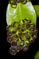 Eggs of Humayun's Wrinkled Frog (Nyctibatrachus humayuni) hanging on a leaf above a river. Western Ghats, India. Vulnerable species