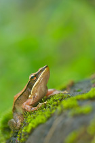 Trivandrum / Golden Frog (Hylarana aurantiaca). Western Ghats, India. Vulnerable species.