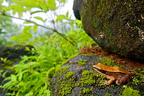 Trivandrum / Golden Frog (Hylarana aurantiaca) in it's landscape. Western Ghats, India. Vulnerbale species.