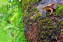 Trivandrum / Golden Frog (Hylarana aurantiaca) in it's landscape. Western Ghats, India. Vulnerable species.