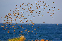 Common Starling (Sturnus vulgaris) flock with Baltic Sea in the background, Falsterbo, Sweden, October