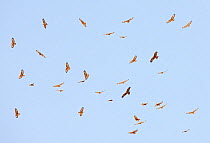 Steppe Buzzard (Buteo buteo vulpinus) and Black Kite (Milvus migrans) mixed flock soaring, Israel, March