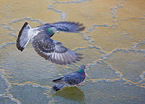 Feral Pigeon (Columba livia) flying over ice, Helsinki, Finland, February
